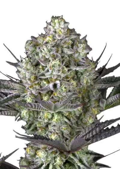Do-si-Dos Fast Version cannabis strain