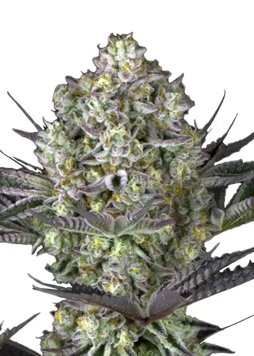 Do-si-Dos Fast Version by Dutch Genetics, Photoperiod cannabis strain