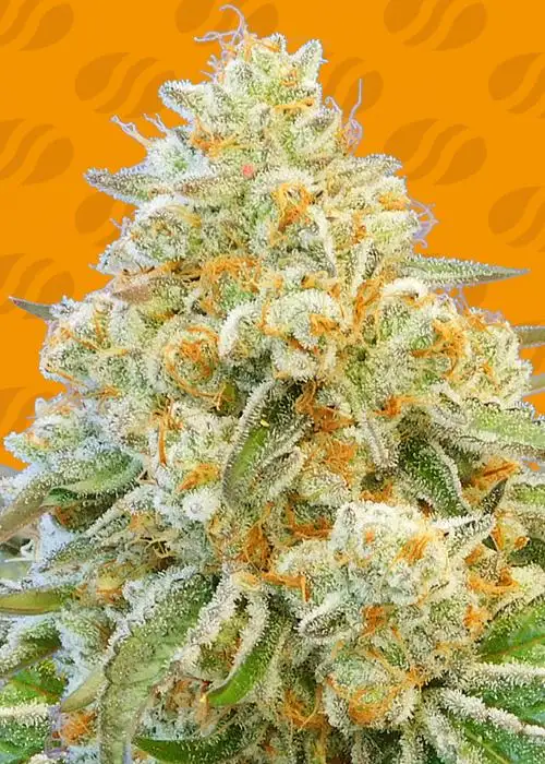 Do-Si-Dos OG by Original Sensible Seeds, Photoperiod cannabis strain