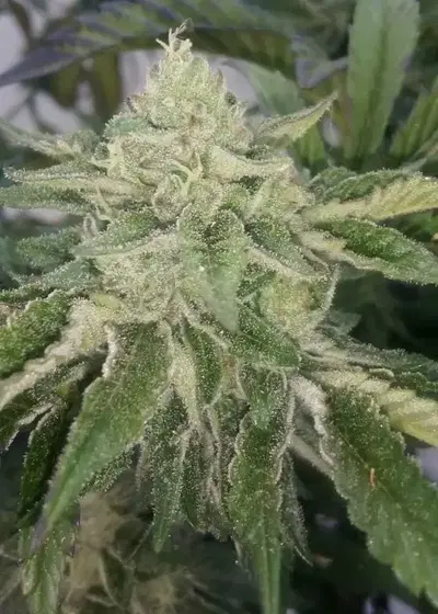 Do-Si-Dos Zkittlez by The Plug Seedbank, Photoperiod cannabis strain