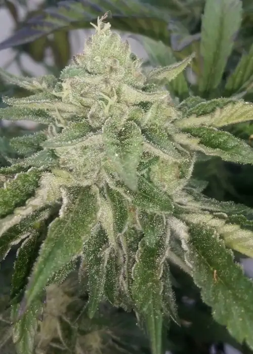 Do-Si-Dos Zkittlez by The Plug Seedbank, Photoperiod cannabis strain