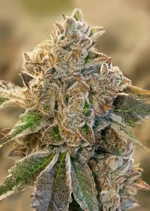 Do Si Face Auto by High Speed Buds, Autoflower cannabis strain