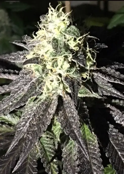 Do Z Dos by Pheno Finder Seeds, Photoperiod cannabis strain