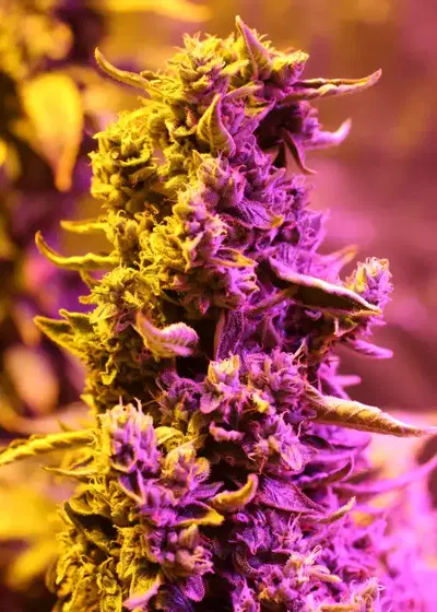 Doctor's Choice #1 by Doctor's Choice, Autoflower cannabis strain