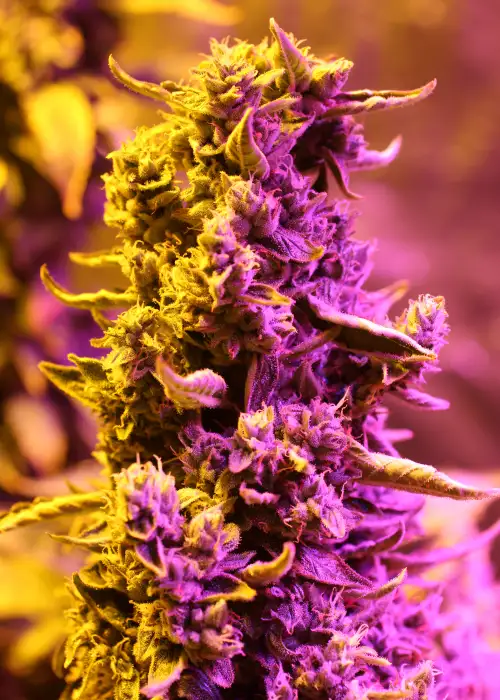 Doctor's Choice #1 by Doctor's Choice, Autoflower cannabis strain