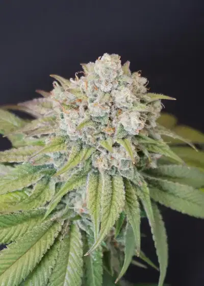 Dog Fruit by Karma Genetics, Photoperiod cannabis strain