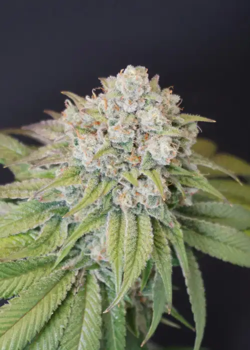 Dog Fruit by Karma Genetics, Photoperiod cannabis strain