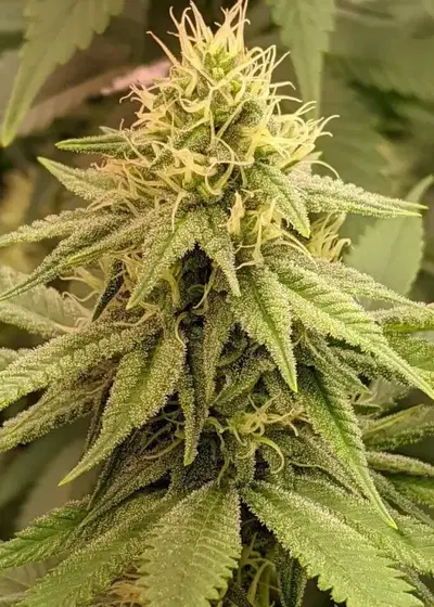 Dogshit Dead Head Haze by Connoisseur Genetics, Photoperiod cannabis strain