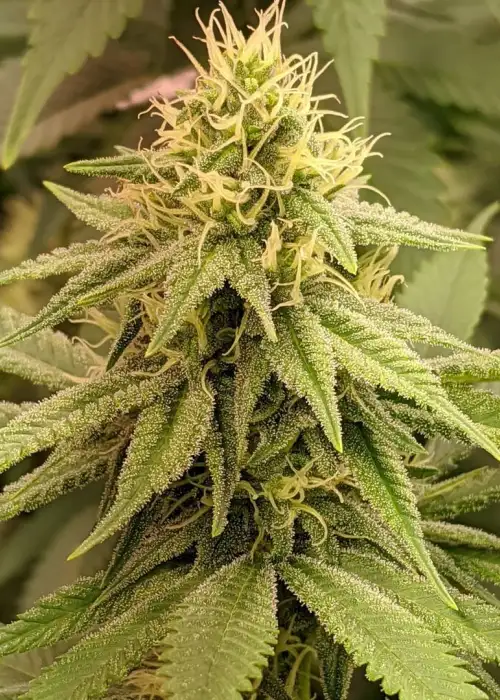 Dogshit Dead Head Haze by Connoisseur Genetics, Photoperiod cannabis strain
