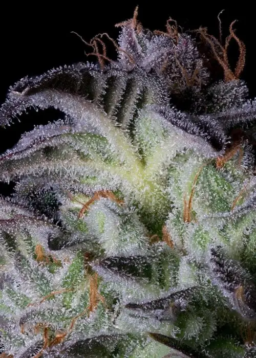 Dogstar Dawg by Big Head Seeds, Photoperiod cannabis strain