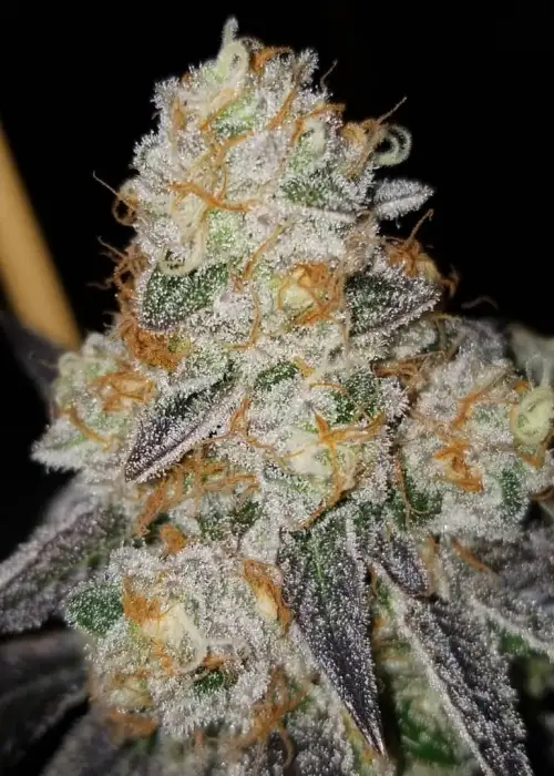 Dolato by Premium Cultivars, Photoperiod cannabis strain