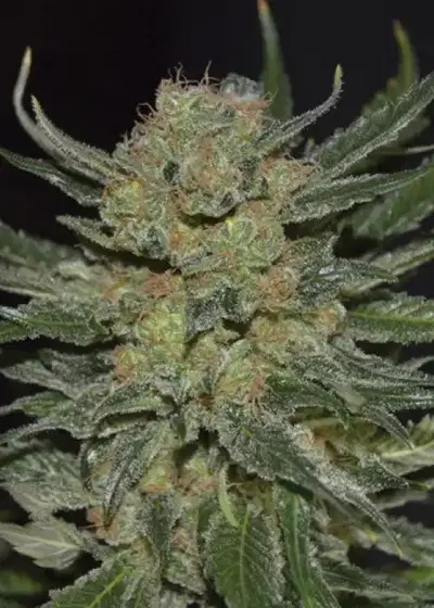 Domina by CBD Seeds, Photoperiod cannabis strain