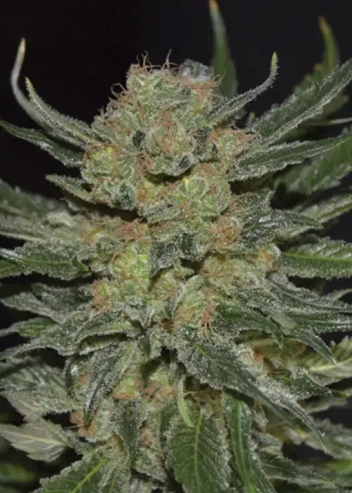 Domina by CBD Seeds, Photoperiod cannabis strain