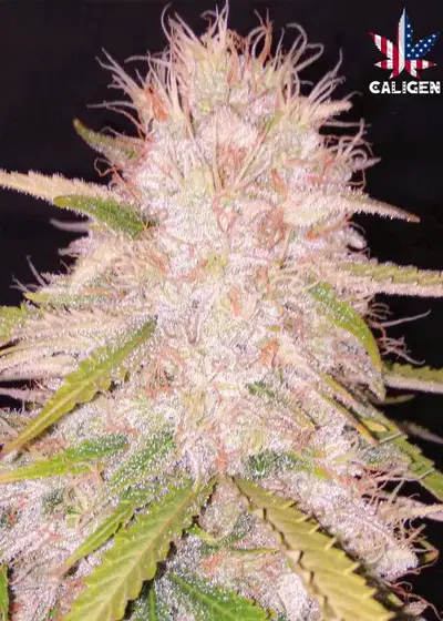 Donald Skunk Auto by Caligen, Autoflower cannabis strain