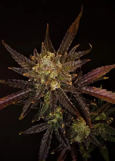 Donnie Darko by Brothers In Farms, Autoflower cannabis strain