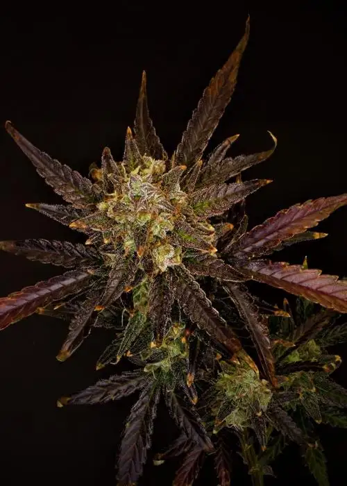Donnie Darko by Brothers In Farms, Autoflower cannabis strain