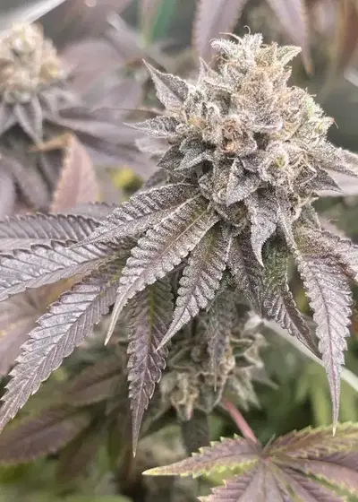 Donut Shop by Irvine Seed Company, Photoperiod cannabis strain