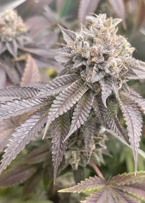 Donut Shop by Irvine Seed Company, Photoperiod cannabis strain