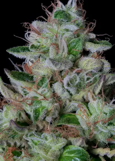 Dos-Gelato by Big Head Seeds, Photoperiod cannabis strain