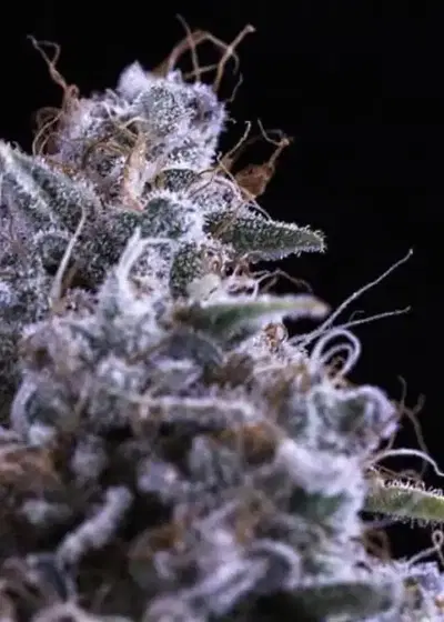 Dos-i-Dos by Fair Seeds, Photoperiod cannabis strain