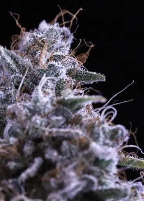 Dos-i-Dos by Fair Seeds, Photoperiod cannabis strain