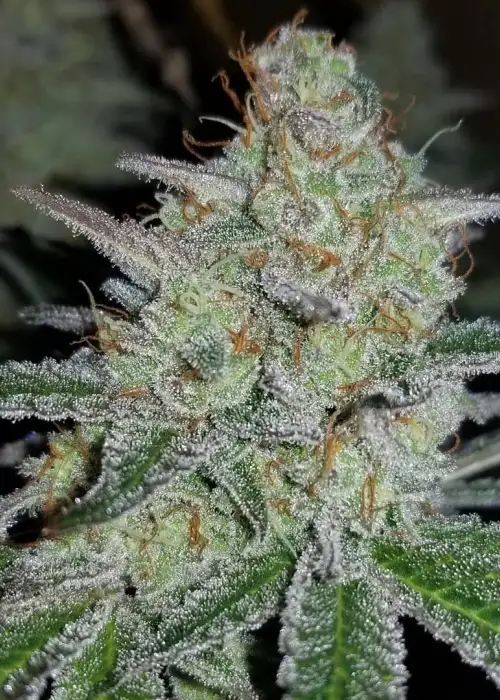 Dos-Si-Dos by Dutch Genetics, Photoperiod cannabis strain