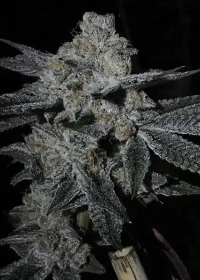 Dosi Cookies by BC Bud Depot, Photoperiod cannabis strain
