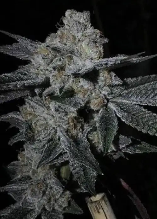 Dosi Cookies by BC Bud Depot, Photoperiod cannabis strain