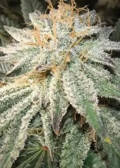 Dosi Zookies Auto by Aeque Genetics, Autoflower cannabis strain