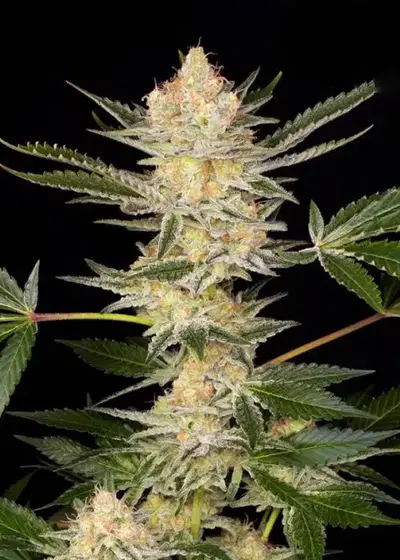DoSi2 by Buddha Seeds, Photoperiod cannabis strain