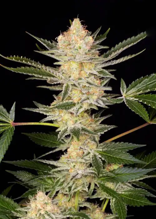 DoSi2 by Buddha Seeds, Photoperiod cannabis strain