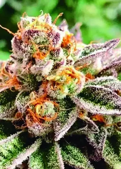 Dosidoss by The Kush Brothers, Photoperiod cannabis strain