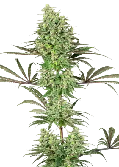 Double Banana Kush by White Label, Photoperiod cannabis strain