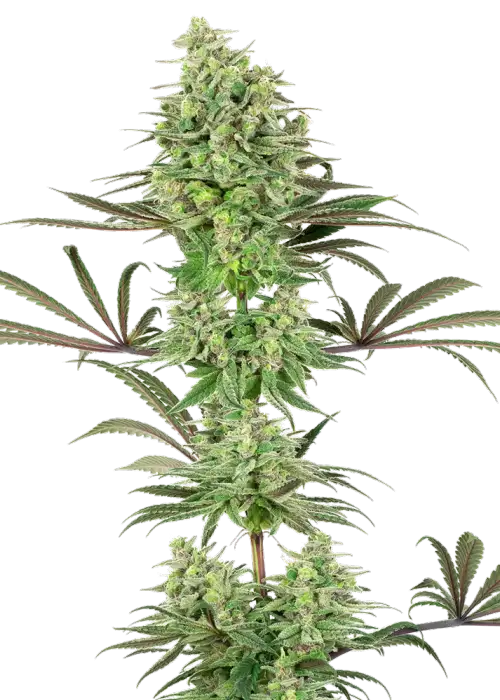 Double Banana Kush by White Label, Photoperiod cannabis strain
