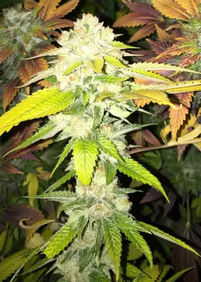 Double Banana Sherbet by The Plug Seedbank, Photoperiod cannabis strain