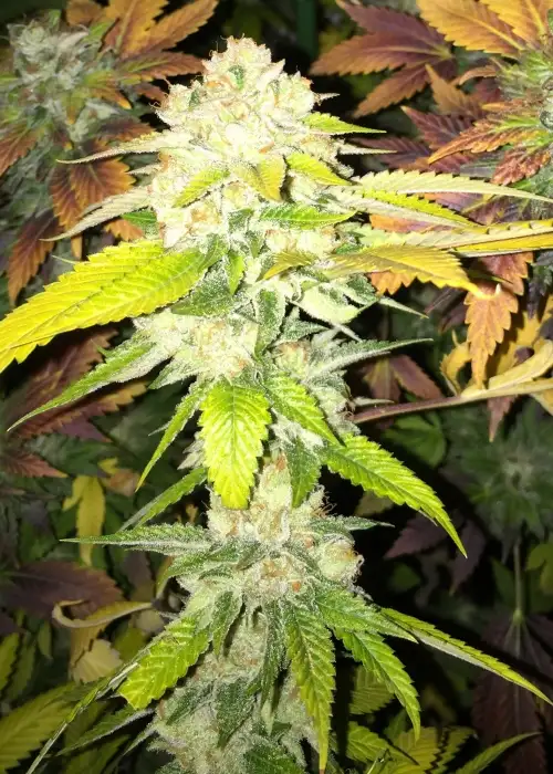 Double Banana Sherbet by The Plug Seedbank, Photoperiod cannabis strain