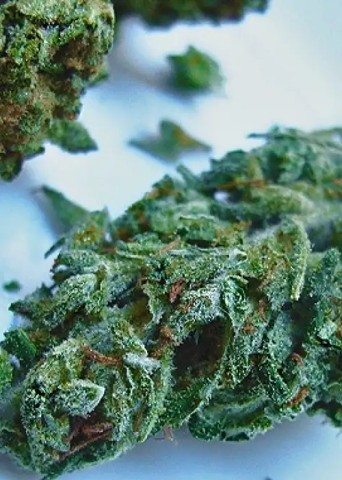 Double Berry by Feminised Seeds Company, Photoperiod cannabis strain