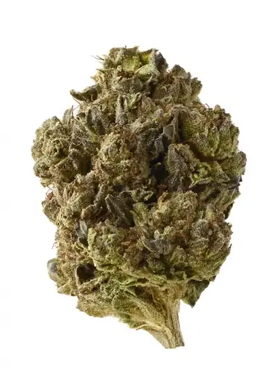 Double Blue by Amsterdam Genetics, Photoperiod cannabis strain