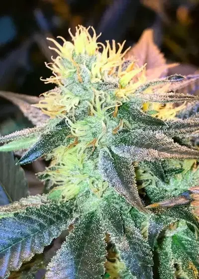 Double Bubba by The Bank Genetics, Photoperiod cannabis strain
