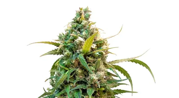 Double Chocolate by 34 Street Seed Co., Photoperiod cannabis strain