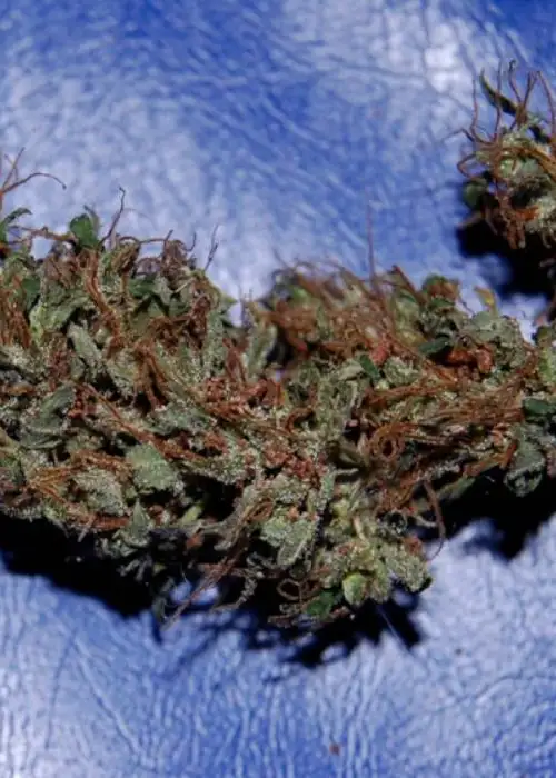 Double Congo by Tropical Seeds Company, Photoperiod cannabis strain