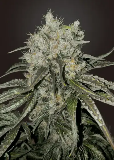 Double Cookies by BSF Seeds, Photoperiod cannabis strain