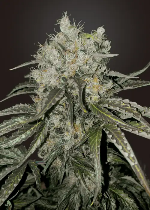 Double Cookies by BSF Seeds, Photoperiod cannabis strain
