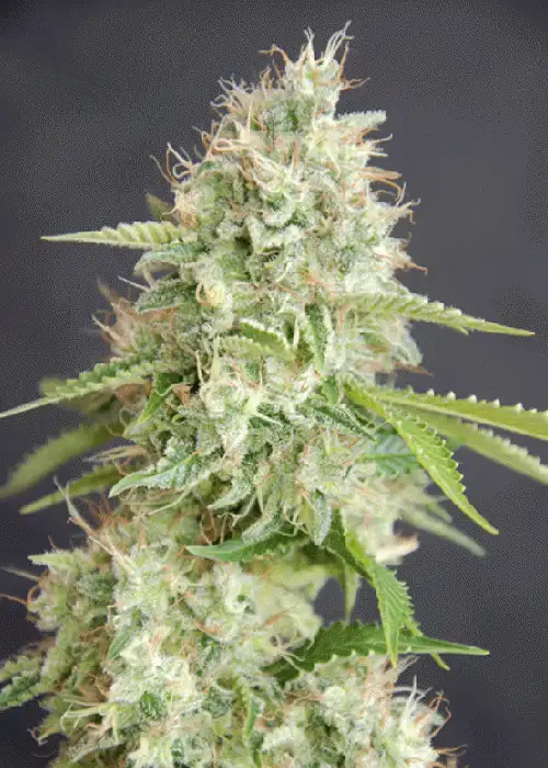 Double Cream by Cream of the Crop Seeds, Photoperiod cannabis strain