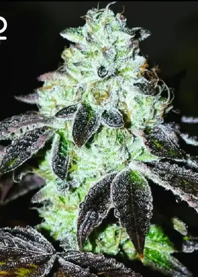 Double Dip by Greenpoint Seeds, Photoperiod cannabis strain