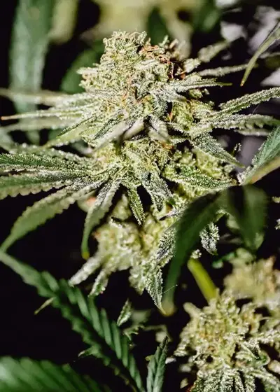 Double Dragon by Irie Genetics, Photoperiod cannabis strain