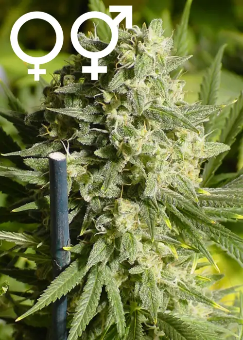 Double Dutch by Serious Seeds, Photoperiod cannabis strain