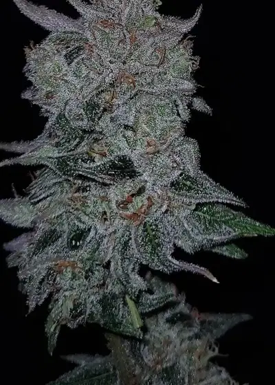 Double Guava Auto by G.O.A.T Genetics, Autoflower cannabis strain