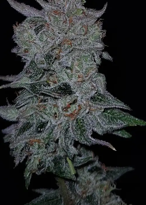 Double Guava Auto by G.O.A.T Genetics, Autoflower cannabis strain