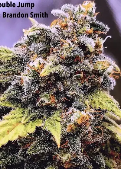 Double Jump by Speedrun Seeds, Autoflower cannabis strain
